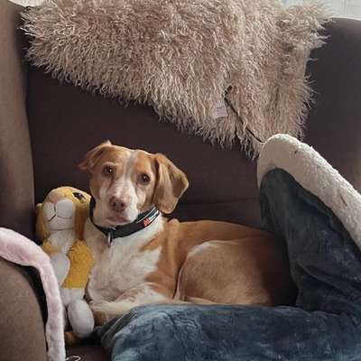 Was hat euch heute mit eurem Hund gefreut?-Beitrag-Bild