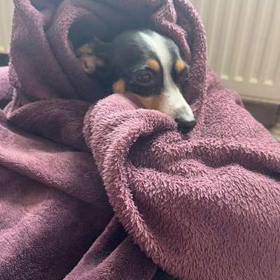 Freddys Kummerkasten-Beitrag-Bild