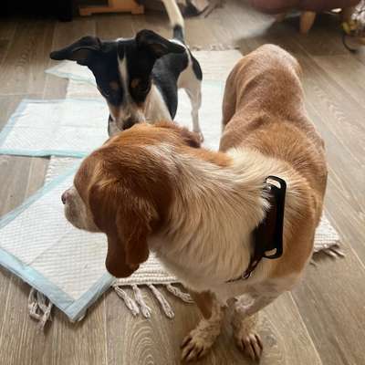 Mehrhundehaltung mit verschiedenen Größen und Altersgruppen-Beitrag-Bild