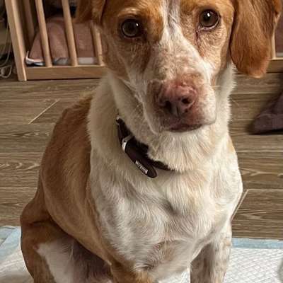 Epagneul Breton-Beitrag-Bild