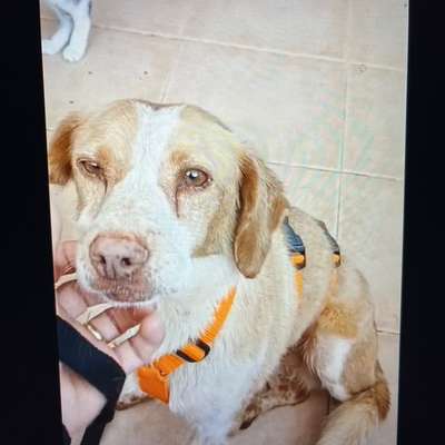 Mischlinge raten - Rätselspaß-Beitrag-Bild