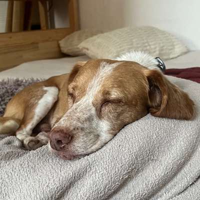 Was hat euch heute mit eurem Hund gefreut?-Beitrag-Bild