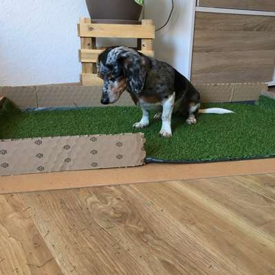 Erfahrungen mit Hundetoilette für den Notfall in Wohnung-Beitrag-Bild