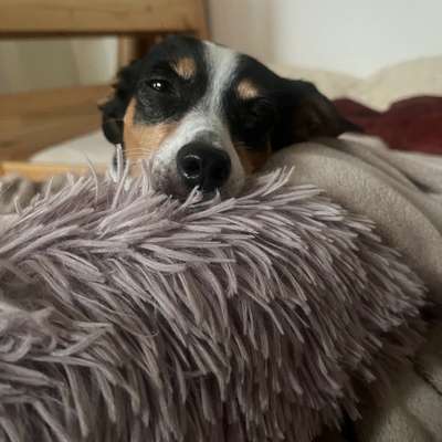 Tierschutzhunde suchen ein Zuhause-Beitrag-Bild