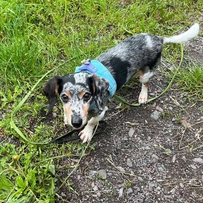 Freddys Kummerkasten-Beitrag-Bild