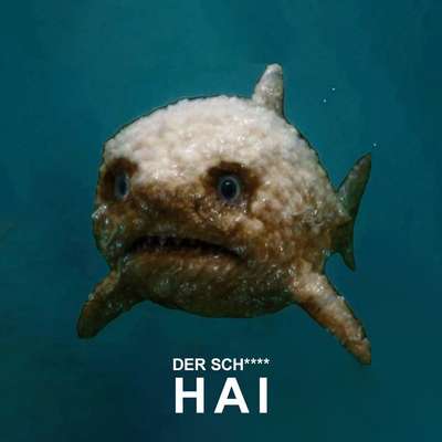 Hunde Memes-Beitrag-Bild