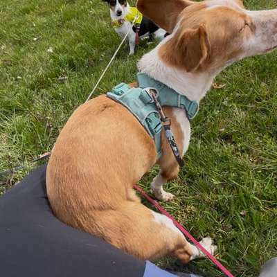 Dog Twerking-Beitrag-Bild