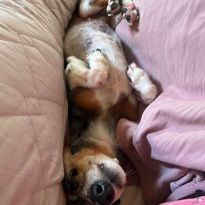 Was hat euch heute mit eurem Hund gefreut?-Beitrag-Bild