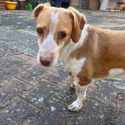 Suchmeldung-Biscotti-Bild