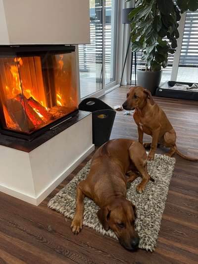 Rhodesian Ridgeback-Beitrag-Bild