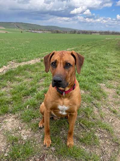 Rhodesian Ridgeback-Beitrag-Bild