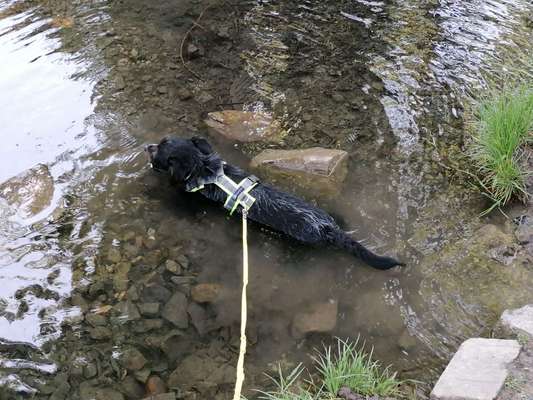 Fotosammlung: ,,Der natürliche Hund" Unbearbeitet, ungestellt und in Natura-Beitrag-Bild