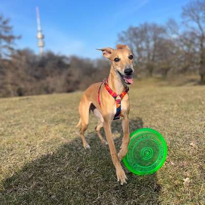 Hundetreffen-Lauf- & Spielbuddy gesucht 🐶🚀-Bild