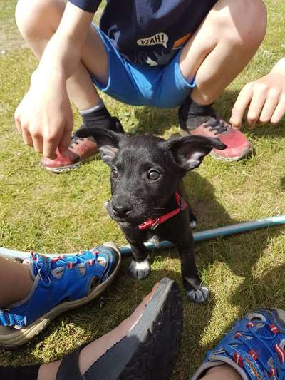 Tierschutzvereine-Beitrag-Bild