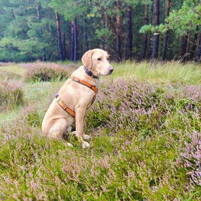 Hundetreffen-Gassi-und Trainings-Buddys gesucht!🐾-Bild