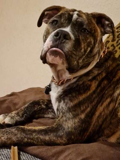 CHALLENGE NR. 19 - Der Hundeblick-Beitrag-Bild