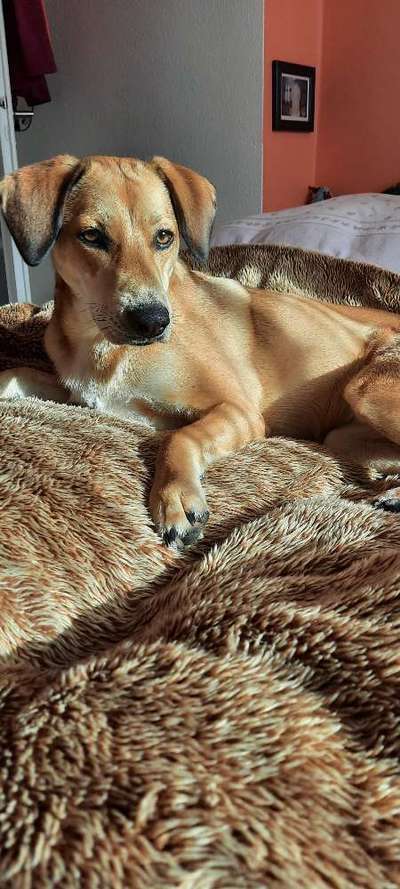 Wo habt ihr eure Hunde her ?-Beitrag-Bild