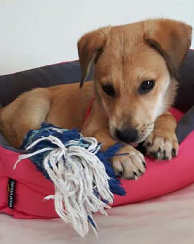 Welpen Bilder !-Beitrag-Bild