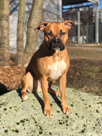 Dogorama Foto Aktion - Dein Hund im Dogorama Büro-Beitrag-Bild