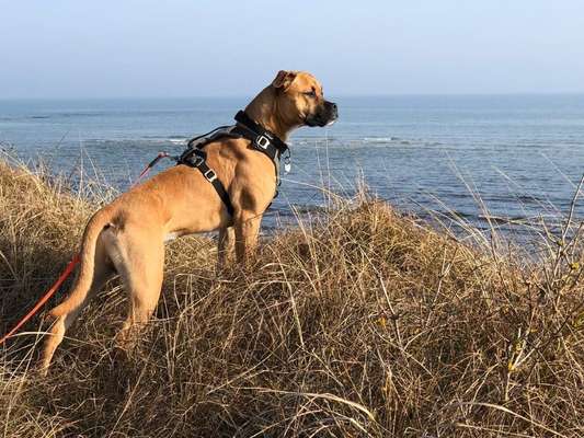 Dogorama Foto Aktion - Dein Hund im Dogorama Büro-Beitrag-Bild