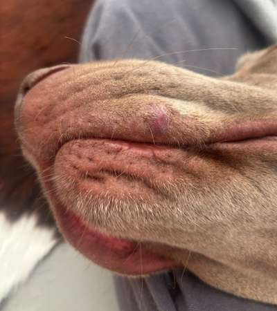 Schwellung an der Lefze-Beitrag-Bild