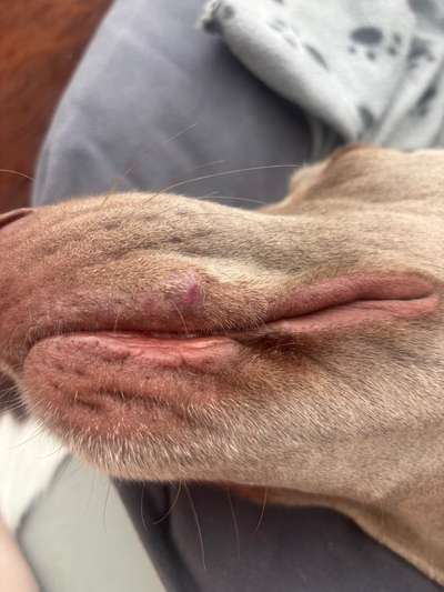 Schwellung an der Lefze-Beitrag-Bild