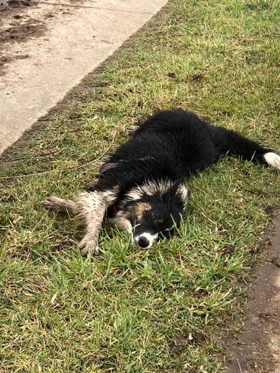 FOTOCHALLENGE 72 - Glücklicher Hund im Schmuddel-Look-Beitrag-Bild