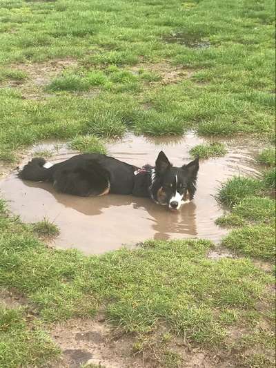 Dogorama-Monats-Challenge-Mai "Wasser"-Beitrag-Bild