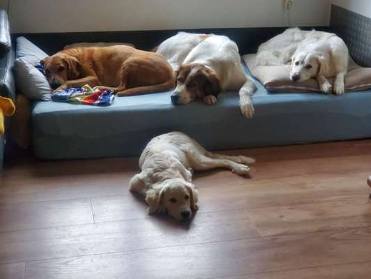 Hundetreffen-Welpentreff-Bild