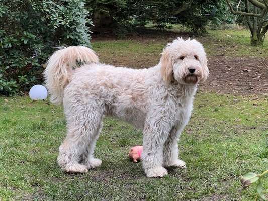 Mischlinge raten - Rätselspaß-Beitrag-Bild