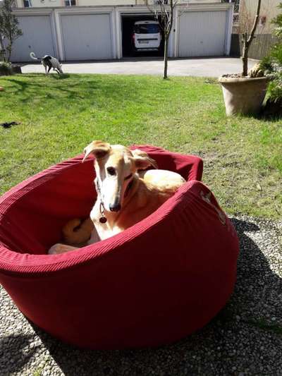 Dogorama Photo Challenge - Rund-Beitrag-Bild