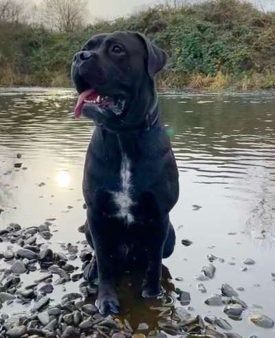 Rassensuche Cane Corso Italiano-Beitrag-Bild