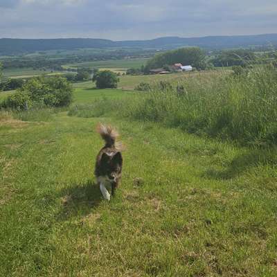 Hundetreffen-Gemeinsamen Spiel- und Wandertreffen-Bild
