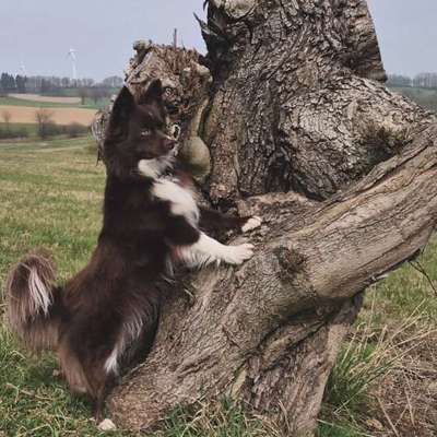 Hundetreffen-Spaziergänge mit Freilauf und Zeit zum toben-Bild