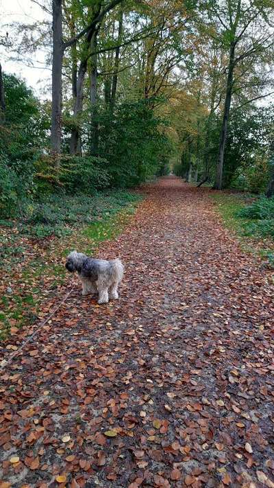 Hundetreffen-Gemeinsam Gassi gehen-Bild