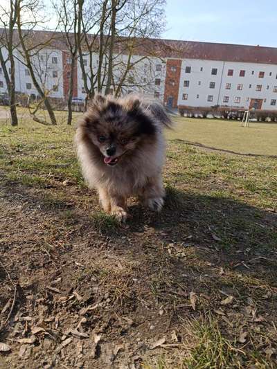 Tongue Out Tuesday-Beitrag-Bild