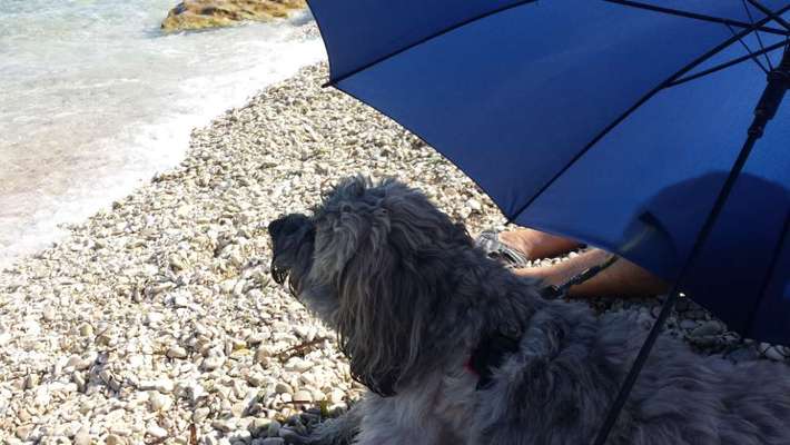 Dogorama-Monats-Challenge-Mai "Wasser"-Beitrag-Bild