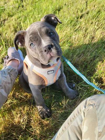Olde English Bulldogge-Beitrag-Bild