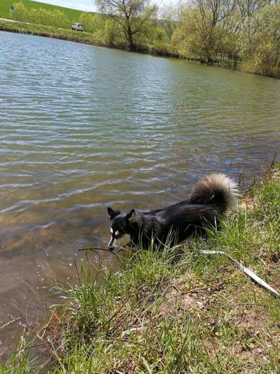 Dogorama-Monats-Challenge-Mai "Wasser"-Beitrag-Bild