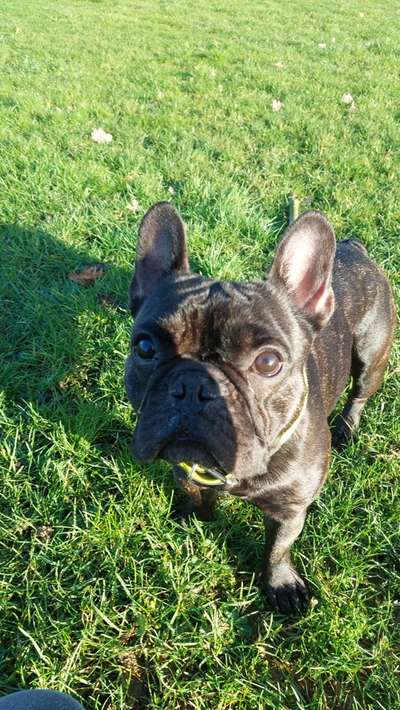 Hundetreffen-Bulldoggen Treffen Nähe Hüls-Bild