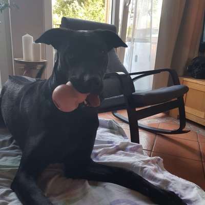 Hundetreffen-Bella will spielen 😊und agile Hunde kennen lernen 😀-Bild