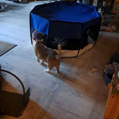 Was machen eure Hunde beim Allein sein?-Beitrag-Bild