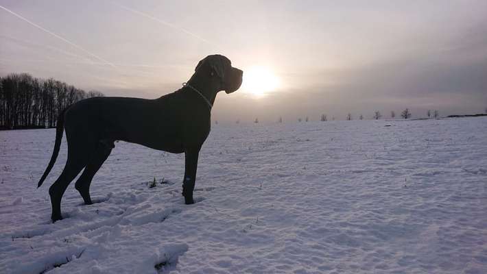 Die Dogorama Wochen Challenge: “Dein Hund im Urlaub”-Beitrag-Bild