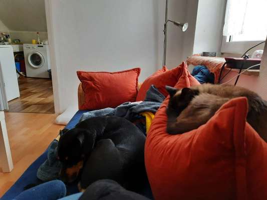Hund und Katz Momente-Beitrag-Bild