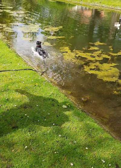 Dogorama-Monats-Challenge-Mai "Wasser"-Beitrag-Bild