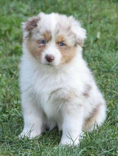 Welpen Bilder !-Beitrag-Bild