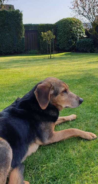 Unsere Fellnasen im Regenbogenland-Beitrag-Bild