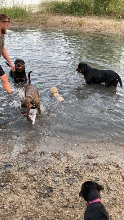 Dogorama-Monats-Challenge-Mai "Wasser"-Beitrag-Bild