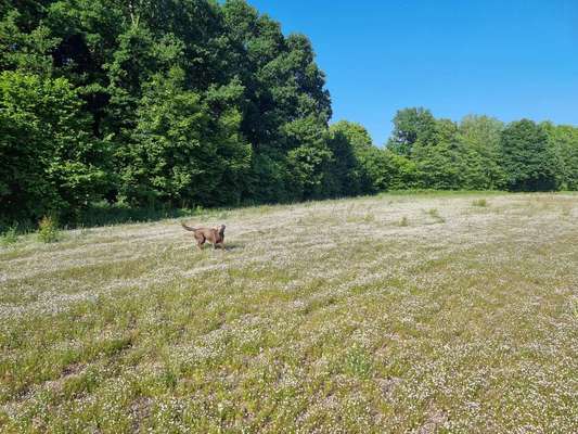 Hundetreffen-Spielen und spazieren in und um elmshorn-Bild