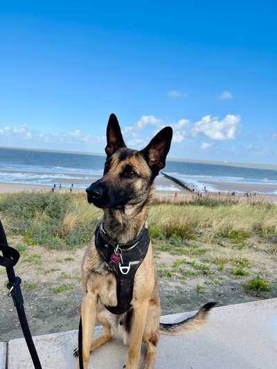 Malinois-Beitrag-Bild